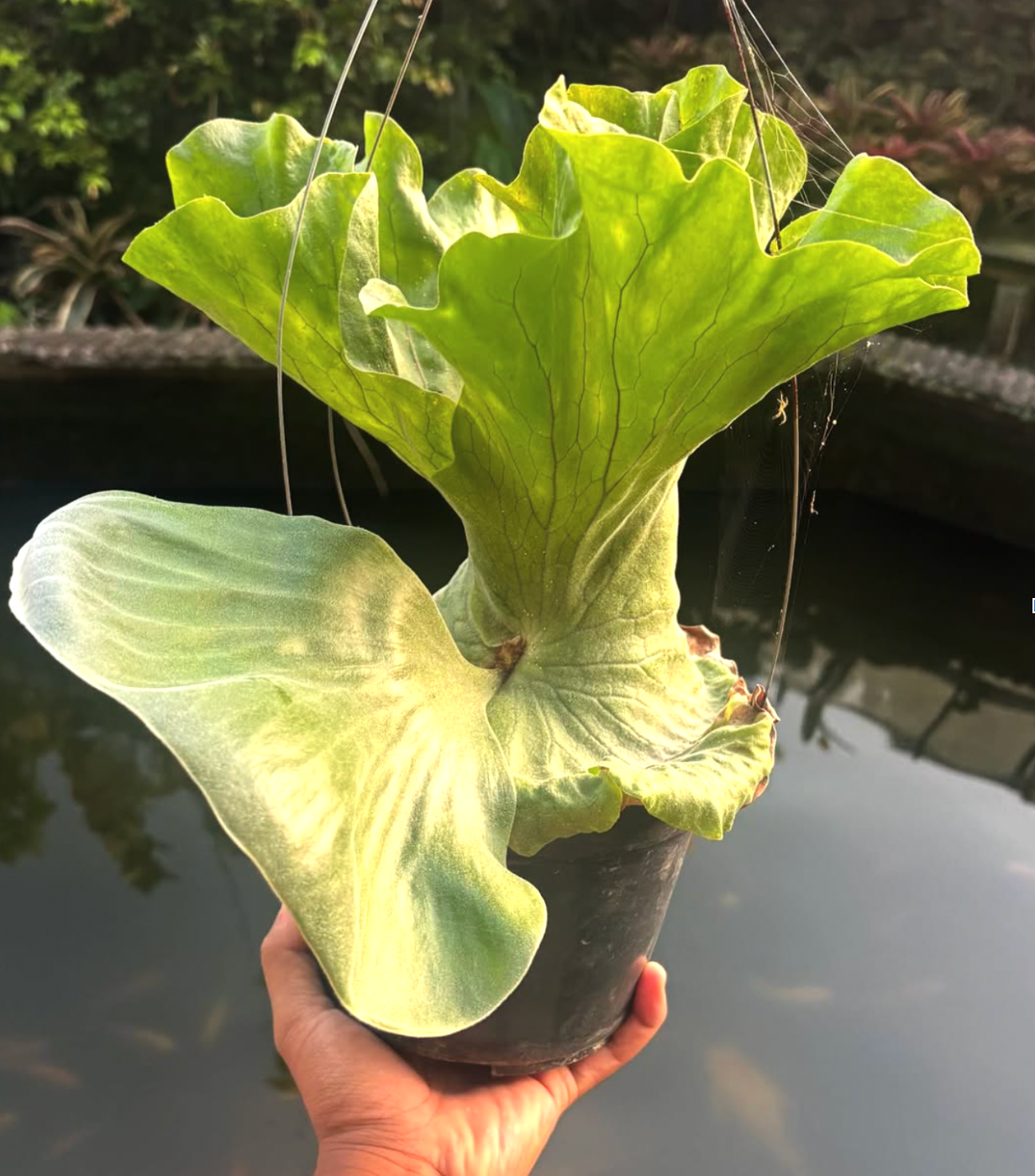 Platycerium Elegrand