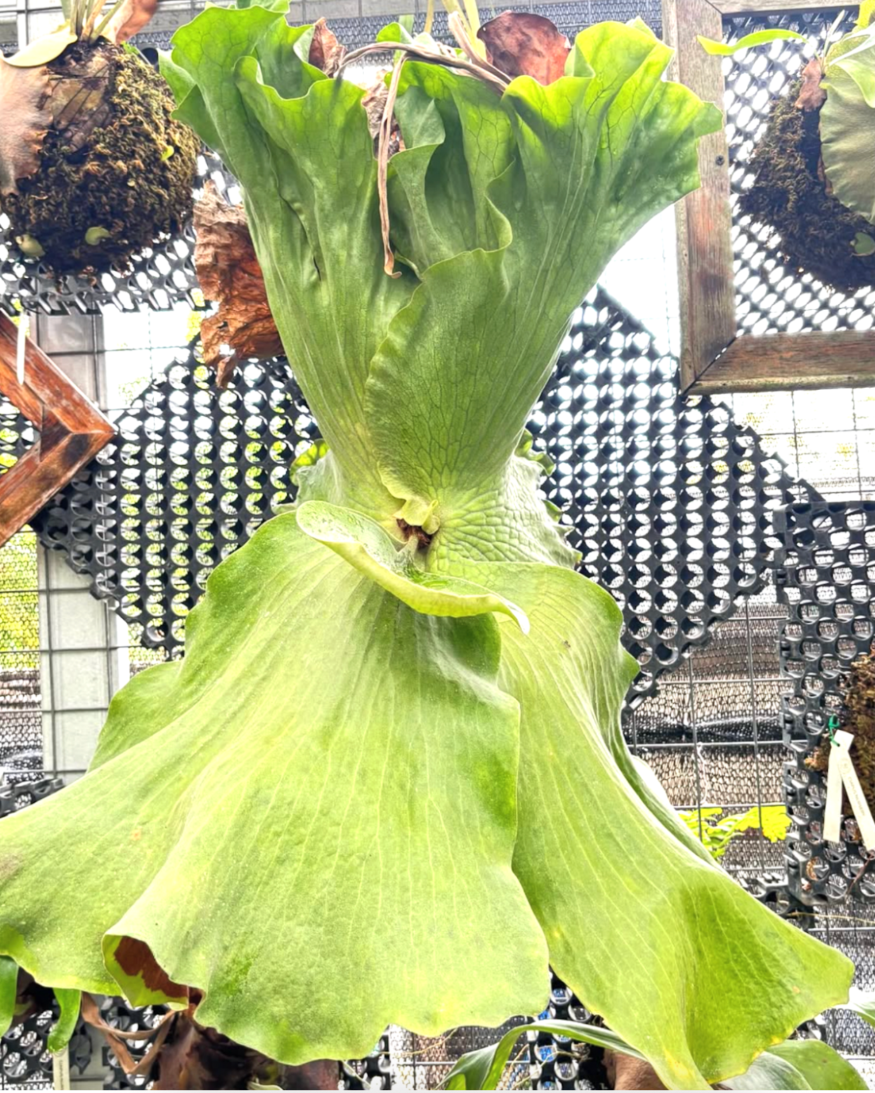 Platycerium Elephantotis x Grande