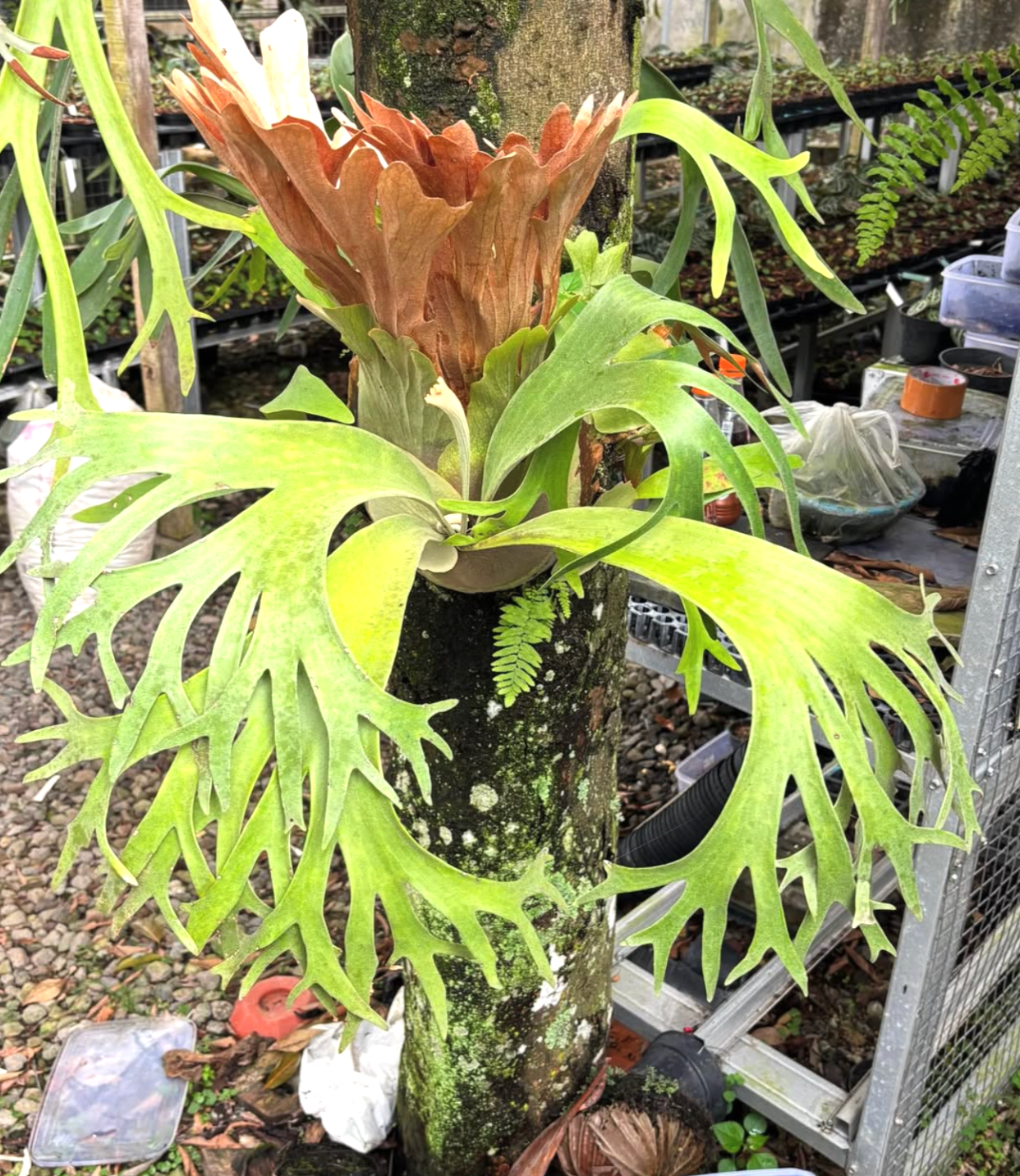 Platycerium Ssfoong