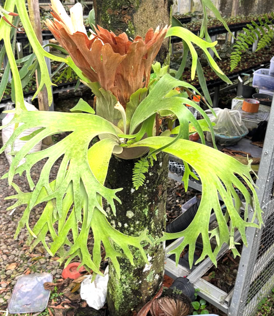 Platycerium Ssfoong