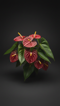 Anthurium Magnificum Norte — Rare Velvet Aroid